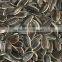 sunflower seeds 5009