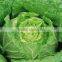 Green chinese cabbage with high quality on hot sale