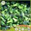 delicious health chinese frozen fresh frozen broccoli have a good sale in bulk