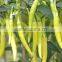 High Yield green white Pepper seeds heavy spicy-H11-19