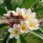 Yellow flowers Plumeria rubra L. cv. Acutifolia