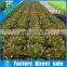 Huifa New Designed Hydroponic Greenhouse Growing System for Vegetable