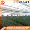 2017 8mm glass greenhouse with high quality steel frame for sale