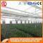 2017 8mm glass greenhouse with high quality steel frame for sale