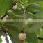 CORDIA DICHOTOMA