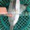 Frozen WR Auxis tapeionsoma with size 500 - 750 g