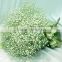 Alibaba china top sell factory direct pure and fresh gypsophila