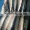 2/3 pieces per kg Frozen Pacific mackerel and scomber japonicus
