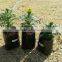 40x50cm ,120mircons PE Planter Bags ,Durable Growing bags