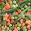 Supply IQF Frozen Mixed Vegetables Peas, Carrots,Sweet Corn,Green Beans