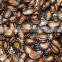 2015 new crop superior quality hot sale watermelon seeds specification