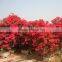 Bougainvillea for Park landscape