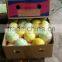 Citrus lemon price in Chinese market