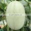 Hybrid sweet melon hami melon seeds for sale white honey