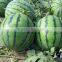 Chinese High Sweetness Hybrid Green Watermelon Seeds For Cultivation-Invincible Jingxin
