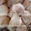 Vietnam cheap mature semi husked coconut