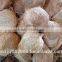 Vietnam cheap mature semi husked coconut