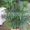 Rhapis excelsa