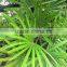 Natural plant Rhapis gracilis
