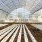 Vegetable single span gothic commercial plastic greenhouse