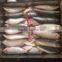 canned w/r sardine fish low price frozen sardine for canning