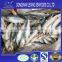 Whole round frozen sardine fish 85pcs/10kg