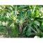 100% High Quality instant chicory powder extract/instant chicory powder/instant chicory extract