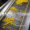 Sinocharm BRC-A Approved Fresh IQF Frozen Sweet Yellow or Green Ginko Nut