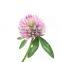 Women product red clover extract powder 8% isoflavones