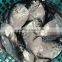 Crude moon fish with sizes 30- 40 pcs / ctn