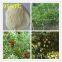 Good product pgr paclobutrazol 95%TC powder for fruit in agriculture cas 76738-62-0