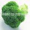 Fresh broccoli/green broccoli for export