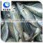 frozen round scad mackerel