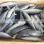 Frozen Bonito Fish New stock all size 2016