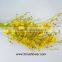 Perennial Plant Fresh Cut Yellow Holland Of Orchid From YUNNAN