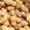 Delicious roasted peanuts in shell for sale