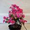 Bougainvillea for Greening Project