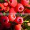 Low Price Chinese Yew Screw Juice Machine Price Discounted