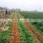 specifications of fresh carrots from Chinese carrot supplier