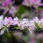 Blooming plants Bauhinia variegata seedling