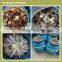 reishi shiitake maitake