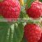 New Crop Frozen Raspberry
