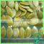 China Origin Dry Pumpkin Seed Kernel