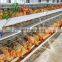 hen layer acge