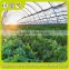 modern designing greenhouse for irrigation system for vegetable grow ,hot sale best price greenhouse from China
