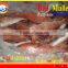 FROZEN W/R RED MULLET