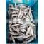 Frozen sardine OEM packing IQF for bait