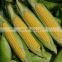 Canned Sweet Corn Processing Production Line