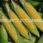 Sweet corn processing machine corn can processing machine