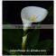 bulk wholesale long stem single head fresh cut calla flower for wedding